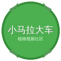 小马拉大车
